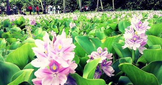 Eceng gondok, bisa dijadikan bahan kerajinan tangan. Eceng Gondok Alat Bahan Dan Langkah Langkah Membuat Kerajinan Dari Serat Searchpengertian