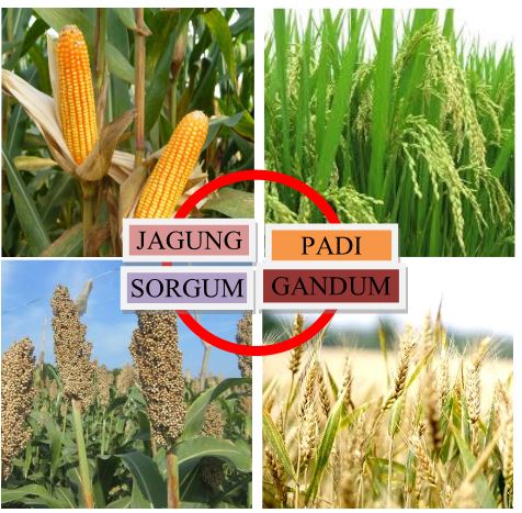 Pengolahan setengah jadi serealia kacang dan umbi quiz quizizz from. 8 2 4 1 Pengolahan Bahan Pangan Setengah Jadi Prapedia Com