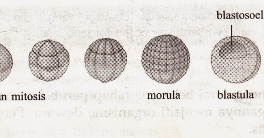 Pada proses pertumbuhan dan perkembangan sperma, sel haploid dimulai pada tahapan…. Tahapan Perkembangan Embrio Pada Manusia Secara Berurutan