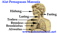 Materi sistem pernapasan pada manusia untuk meningkatkan hasil belajar siswa kelas xi ma negeri 1 maluku tengah. Ringkasan Materi Dan Contoh Soal Hots Tentang Sistem Pernapasan Pada Manusia Sdn Ratujaya 1