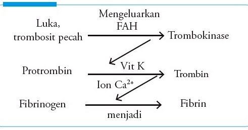 Jenis sel darah yang berfungsi dalam proses pembekuan darah saat luka adalah. Fungsi Keping Keping Darah Trombosit