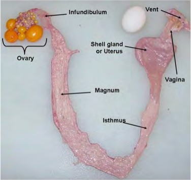 Vestibular bulbs adalah dua bagian panjang pada pembukaan vagina, yang berisi jaringan . Materi Sekolah Gudang Ilmu Sistem Reproduksi Unggas Betina