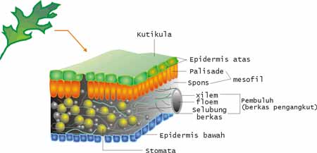 Dibeberapa tempat, sel epidermis daun bermodofikasi menjadi sel penutup mulut daun, sedangkan epidermis batang dikotil bermodifikasi menjadi lentisel; Monster Bego Apa Itu Jaringan Epidermis