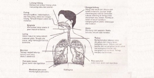 Berat paru paru kanan sekitar 620 gram sedangkan paru paru kiri sekitar 560 gram. Sistem Pernafasan Pada Manusia Pelajaran Biologi Smp Mts Kelas Viii