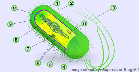 Selain lemak, komponen penyusun membran plasma adalah protein dan karbohidrat dengan. Struktur Sel Bakteri Gambar Bagian Bagian Dan Fungsinya Biologijk