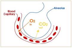 Dalam mengambil nafas ke dalam tubuh dan membuang napas ke udara . Soal 2 Ujian Sistem Respirasi Sma Ma Kelas Xi Ipa Biologine Pak Mycunk