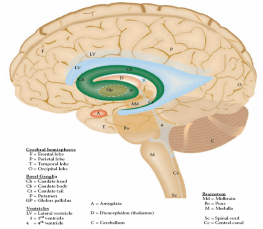 Industri komputer menggunakan istilah unit pemrosesan pusat sejak tahun 1955. Bagian Terpenting Perangkat Proses Yang Diambil Sebagai Nama Komputer Adalah