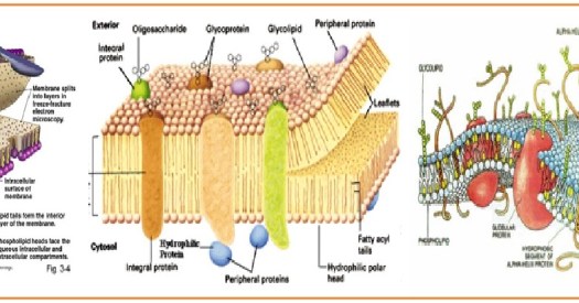 Sel terdiri atas protoplasma, yaitu, isi sel yang terbungkus oleh suatu membran. Biologi Gonzaga Membran Plasma