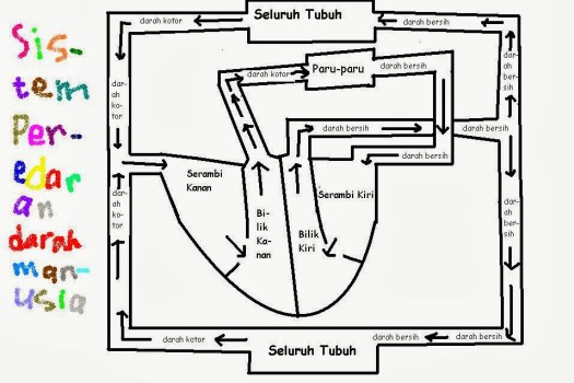 Jantung berfungsi untuk memompa darah ke seluruh tubuh. Cara Kerja Organ Jantung serta Gejala atau Tanda Gangguan