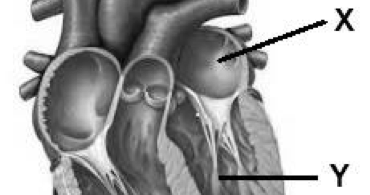 Sebagai organ vital manusia, jantung memiliki sejumlah bagian yang. Perhatikan Gambar Organ Jantung Berikut Fungsi Bagian Yang Ditunjukkan Oleh Label X Dan Y Yang Tepat Adalah Mas Dayat