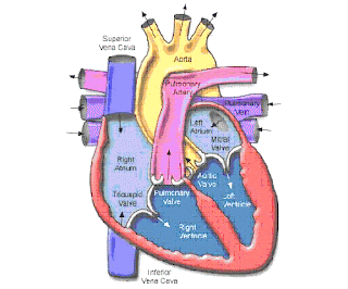 Antara kedua pleura ini terdapat rongga (kavum pleura). Detail Jantung Manusia Biology Page
