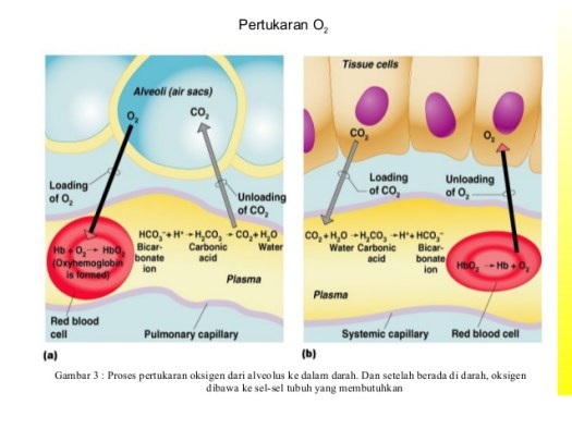 Dalam jaringan, darah mengikat karbondioksida (co2) untuk . Proses Pertukaran Oksigen Dan Karbondioksida Info Pendidikan Dan Biologi