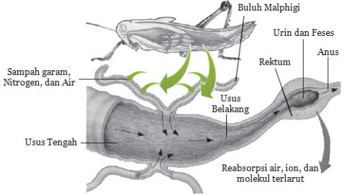 Juga berfungsi sebagai alat ekskresi dan osmoregulasi. Sistem Ekskresi Pada Hewan Mikirbae Com