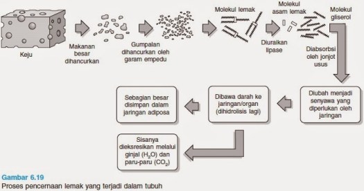 Usus pada tubuh manusia terhubung dari bagian akhir lambung hingga anus. Pada Saluran Pencernaan Protein Akan Dipecah Menjadi Senyawa Yang Disebut Coba Sebutkan