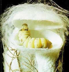 Narkoba adalah singkatan dari narkotika, psikotropika, dan obat terlarang. Phyllum : Arthopoda