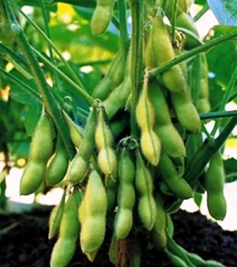 Jenis tanaman pangan yang banyak di produksi di kabupaten blitar meliputi: Manfaat Serta Jenis Bahan Pangan Kacang Kacangan Pembelajaranmu