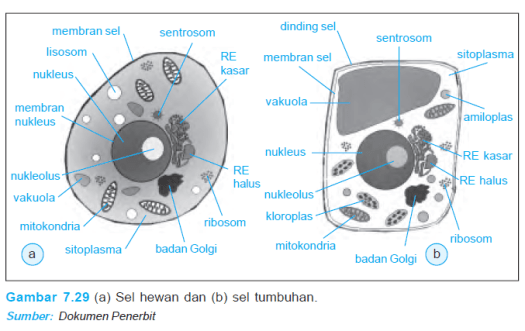 Mencapai seluruh jaringan tubuhmisalnya hydra, makanan yangtelah dicerna didalam. Katakita Jaringan Dan Organ Pada Hewan Manusia Dan Tumbuhan