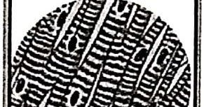 Persamaan dan perbedaan jaringan penyusun jantung dan hati. Perhatikan Gambar Jaringan Penysusun Organ Tubuh Manusia Berikut Ini Organ Yang Disusun Oleh Jaringan Dan Sistem Organ Yang Dibangun Adalah Blog Pak Pandani