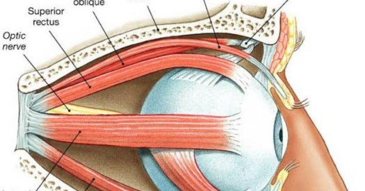 Gendang telinga (membran timpani), berfungsi untuk menangkap gelombang. Maragopan Unlimited Information