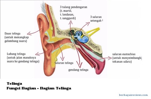 Tulang sanggurdi, rumah siput, gendang telinga 2. Telinga Lengkap Pengertian Bagian Bagian Dan Fungsi Telinga Cara Kerja Dan Kelainan Telinga Ear Function Berbagaireviews Com