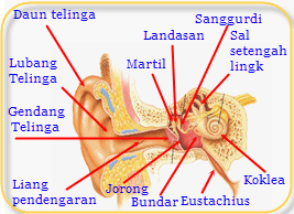 Telinga bagian dalam (auris interna) telinga bagian dalam berfungsi . Alat Indera Manusia Dan Fungsinya Materi Un Sd Mi 2013 Belajar Kurikulum 2013