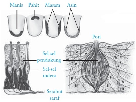Lidah sebagai indera pengecap memiliki fungsi untuk mengenali rasa. Struktur Dan Fungsi Lidah Pada Manusia