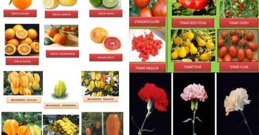 Keanekaragaman tingkat gen merupakan keanekaragaman atau variasi yang dapat ditemukan di antara organisme dalam satu spesies. 10 Contoh Keanekaragaman Hayati Tingkat Gen Gambar Dan Penjelasannya Lentera Hidup1