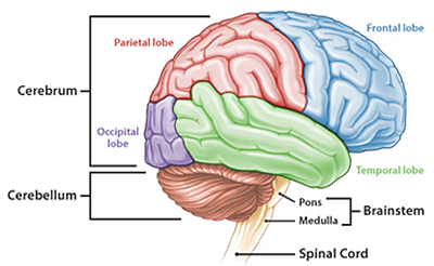 Lidah merupakan indera pengecap yang terdiri dari sejumlah bagian dan memiliki berbagai macam fungsi. Soal Sistem Koordinasi Kelas Xi Sma Info Pendidikan Dan Biologi