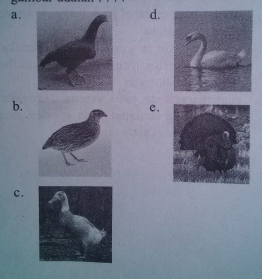 Kesamaan di antara berbagai pengertian keanekaragaman hayati adalah tiga komponen prinsip, yaitu ekosistem, jenis, dan gen. Biologi X Keanekaragaman Hayati Pada Makhluk Hidup Penilaian Harian