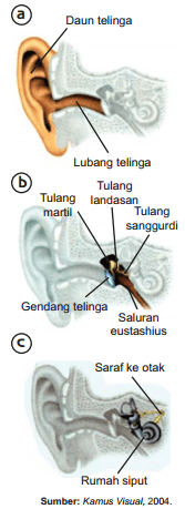 Seni musik, yaitu seni yang . Alat Indra Manusia Pendengar Telinga