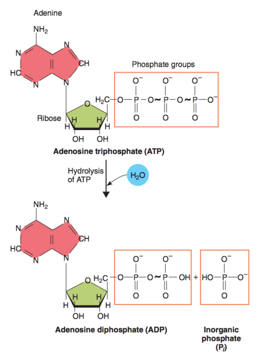 Phosphocreatine (pcr) adalah senyawa berenergi tinggi yang memiliki. Atp Adalah Sumber Energi Universal Tubuh Benarkah