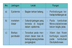 Batang dikotil adalah batang yang dapat . the gau': Strruktur Jaringan Batang Tumbuhan Dikotil