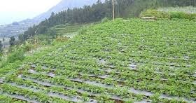 Tanaman nilam memiliki jenis perakaran berbentuk serabut,dengan jumlah yang tidak. Blog Guru Guru Blogger Tanaman Yang Biasa Hidup Didaerah Dataran Tinggi