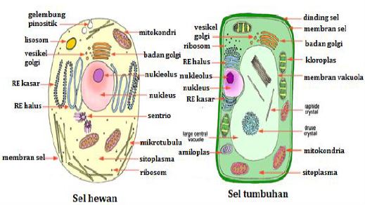 Karena itulah, sel dapat berfungsi secara autonom asalkan. Materi Proses Proses Dalam Sel Perbedan Sel Hewan Dan Tumbuhan Mapel Biologi Kelas 11 Sma Ma Bospedia