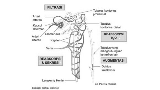 Pada tahapan ini, air dan. 3 Proses Pembentukan Urine Beserta Gambar Dan Tabel Singkat Biologi Sel