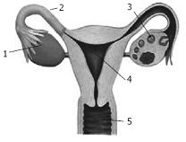 Berikut jawaban yang paling benar dari pertanyaan: Latihan Simulasi UAS-PAS IPA KLS. 9 Semester Ganjil