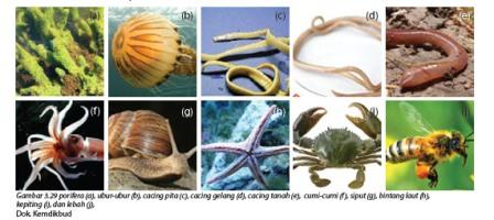 Kelas scypojoahewan yang termasuk dalam kelas ini , memiliki habitat di air laut, berbentuk medusa contohnya. Klasifikasi Makhluk Hidup Klasifikasi Animalia Hewan Inan Kito