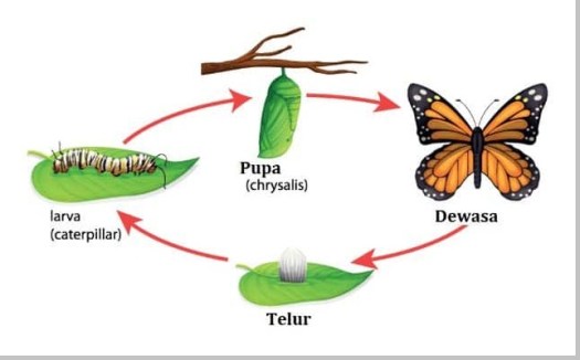 Cermati yuk penjelasan lengkapnya pada artikel berikut ini! Pengertian Metamorfosis Beserta Fase Jenis Jenis Tahapan Tahapan Dan Contoh Contoh Metamorfosis Berbagaireviews Com