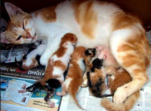 Hewan yang berkembang biak secara vivipar biasa disebut juga dengan . Perkembangbiakan Hewan Secara Generatif Dan Vegetatif Juragan Les