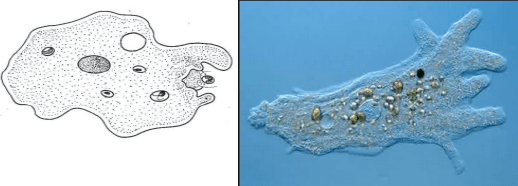 Secara awam, hewan ini berkembang biak dengan cara bertelur alias . Perkembangbiakan Hewan Secara Vegetatif