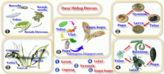 Agar lebih paham tentang metamorfosis sempurna, berikut ini pengertian dan hewan apa saja yang mengalami fase metamorfosis sempurna. Berbagainfo Daur Hidup Hewan