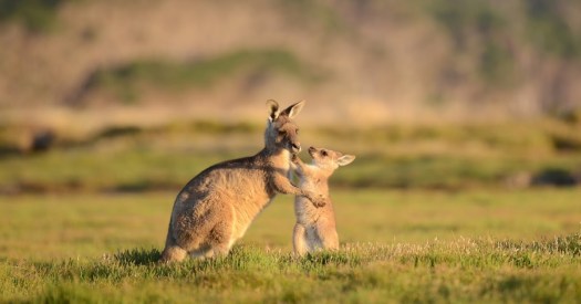 Sebagai benua paling datar c. 5 Ciri Ciri Hewan Tipe Australia Limakilo