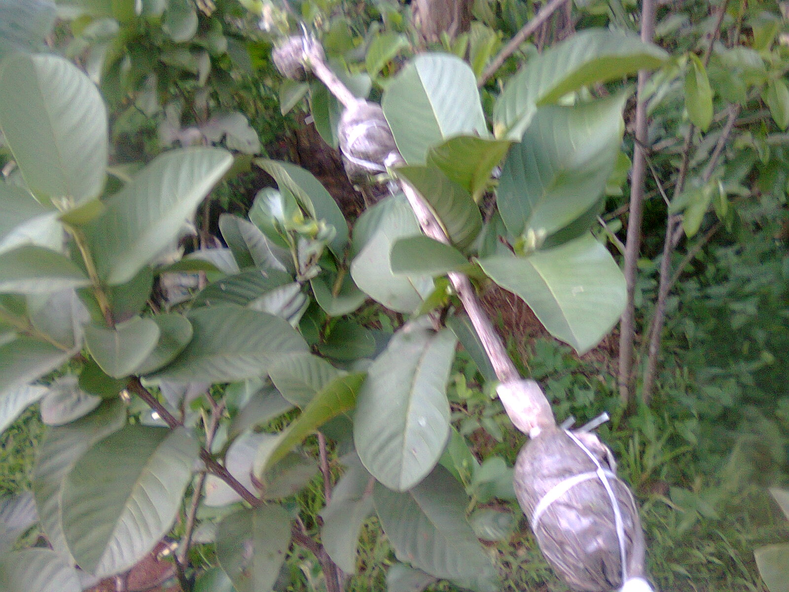 Berapa lama waktu dibutuhkan sebelum tanaman cangkok dipisahkan dari induknya? Waktu Tepat Ambil Cangkokan Guru Ilmuan