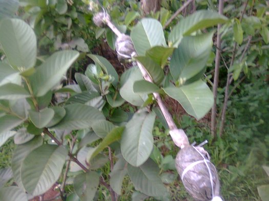 Berapa lama waktu dibutuhkan sebelum tanaman cangkok dipisahkan dari induknya? Waktu Tepat Ambil Cangkokan Guru Ilmuan