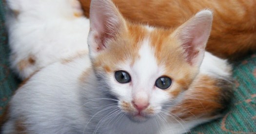 Sementara contoh hewan ovipar adalah ikan dan katak. 910 Gambar Hitam Putih Hewan Bertelur Gratis Terbaik Gambar Hewan