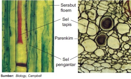 Kolateral terbuka, pada tipe ini antara xylem dan floem terdapat kambium, misalnya pada tumbuhan dikotil dan gymnospermae. Struktur Dan Fungsi Jaringan Xilem Dan Floem Pada Tumbuhan