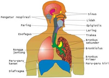 Pneumonia ini adalah penyakit yang disebabkan oleh infeksi bakteri . Gangguan Atau Penyakit Pada Alat Pernapasan Definisi Pengertian Secara Umum Adalah