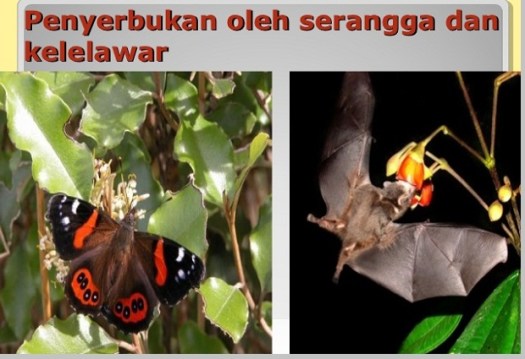 Ciri kumbang lebah pada foto tersebut adalah warna tubuhnya hitam dengan . Pengertian Penyerbukan Jenis Jenis Penyerbukan Dan Contohnya Pustakapengetahuan Com