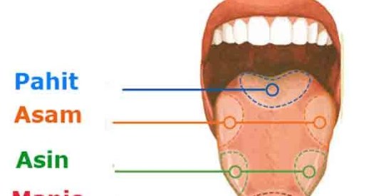 Organ dalam anatomi mulut ini berperan penting untuk membantu menyadari rasa apa pun di dalam mulut. Bagian Lidah Sketsa Spesial