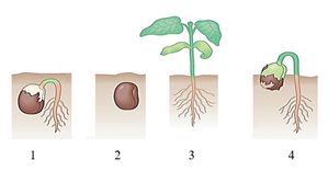 Q.gambar berikut menunjukkan tanaman buncis pada tahap pertumbuhan yang berbeda. Mudah Belajar Ipa Secara Daring Smp Soal Pemantapan Ujian Sekolah Tahun 2021